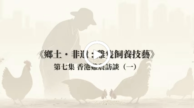 永明黑羽雞—李良驥先生