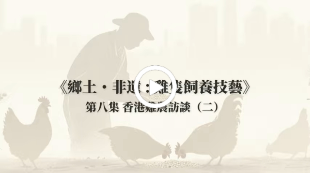 泰安雞—香欽偉先生