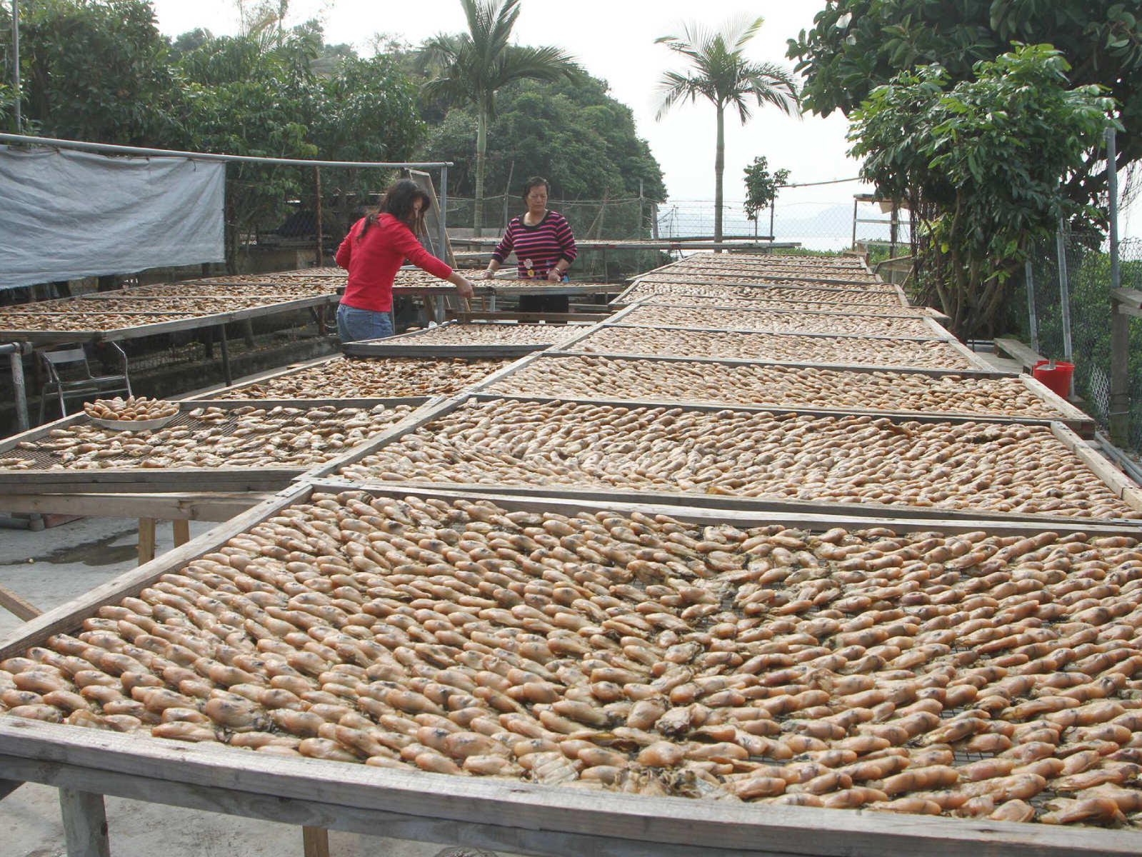 蠔鄉港情 &mdash; 探索蠔養殖技藝